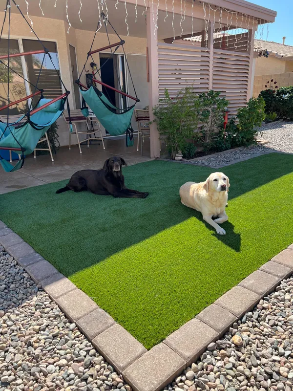 Bandera Pet - Image 9