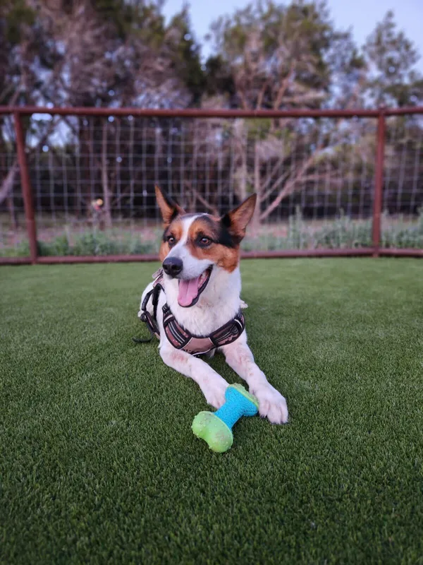 Bandera Pet - Image 23