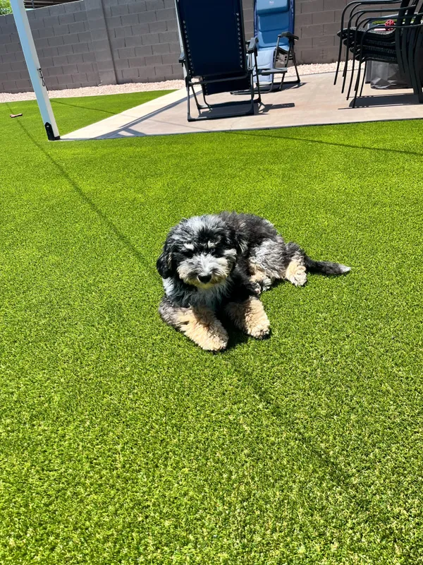 Bandera Pet - Image 34