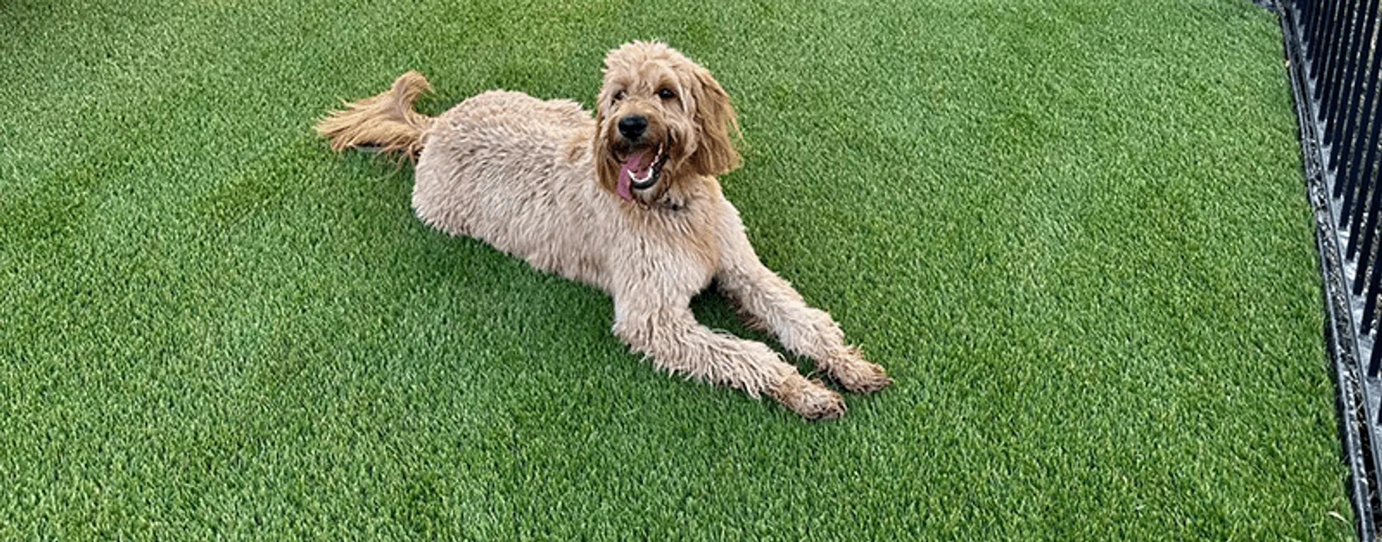 Cover for Artificial Turf for Pets: The Ultimate Guide to a Dog-Gone Good Lawn