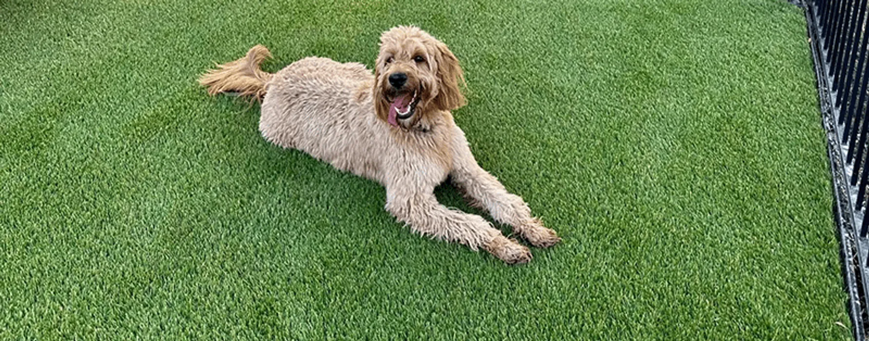 Cover for Artificial Turf for Pets: The Ultimate Guide to a Dog-Gone Good Lawn