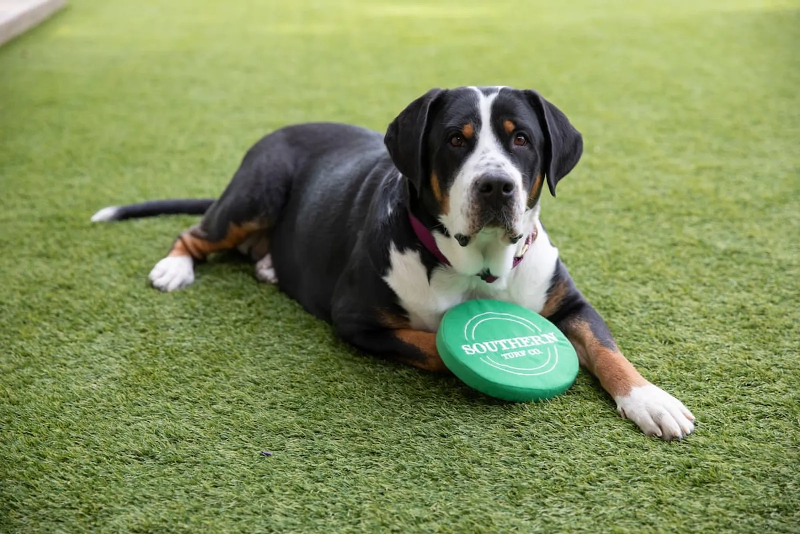 Southern Turf Co. Nashville ® Artificial Grass
