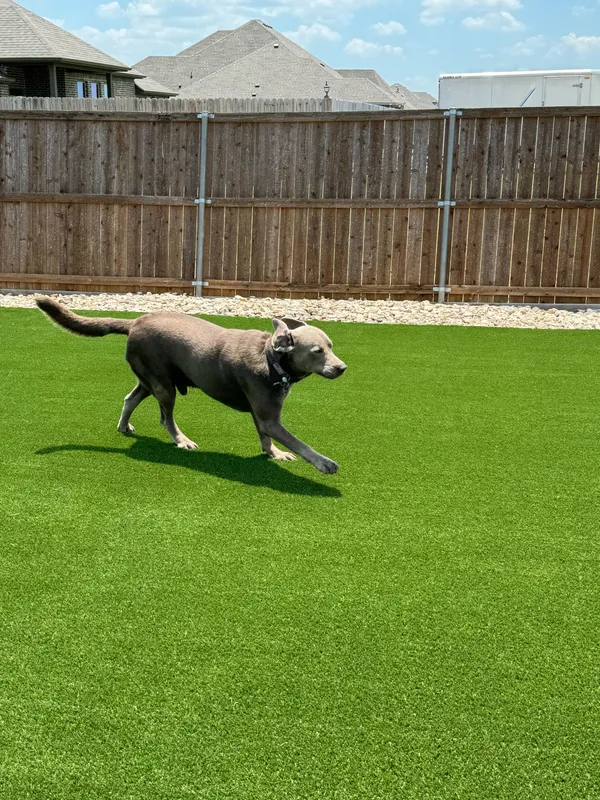 Zilker Pet - Image 5