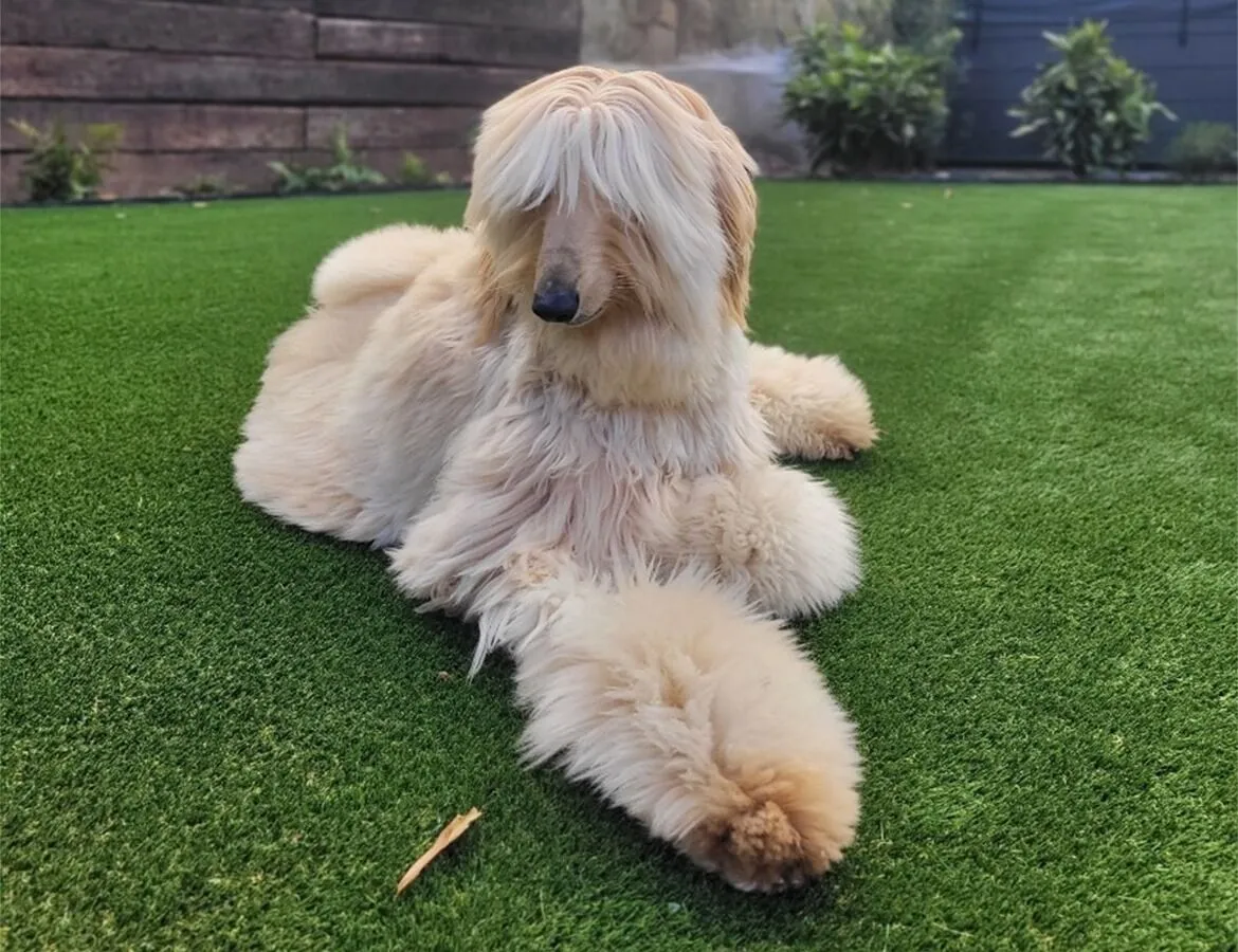 Dog on pet turf