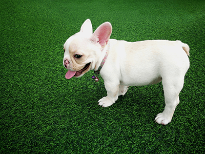 pet-turf pet-turf