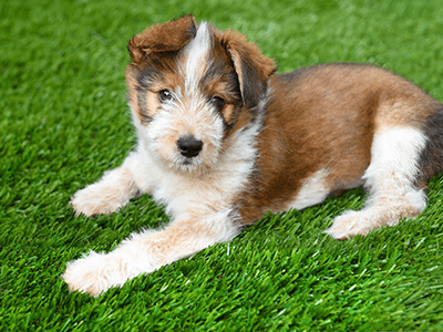 Artificial turf for your dogs