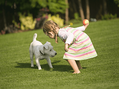 Artificial grass for your dogs